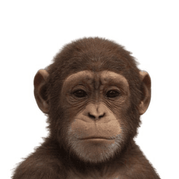 ape this profile picture